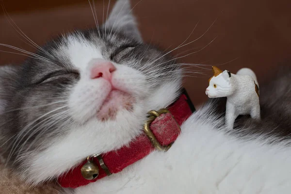 Sleeping Cat Cat Figure — Stock Photo, Image