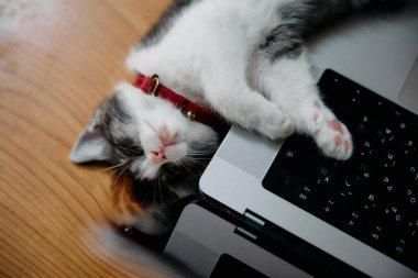 Dizüstü bilgisayarın yanında sevimli bir kedi yavrusu