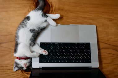 Dizüstü bilgisayarın yanında sevimli bir kedi yavrusu