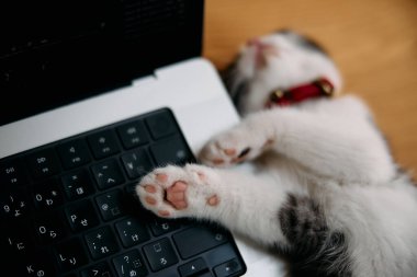 Dizüstü bilgisayarın yanında sevimli bir kedi yavrusu