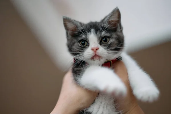 Schattig Kitten Wordt Opgehaald — Stockfoto