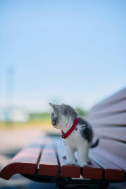 park bankı ve sevimli kedi yavrusu