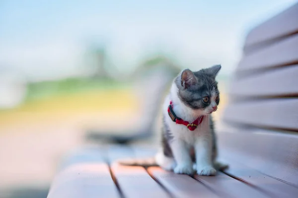 公園のベンチと可愛い子猫 — ストック写真