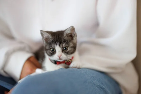귀여운 고양이 Owner Thigh — 스톡 사진