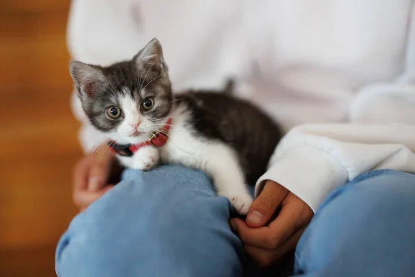 Cute Kitten Owner Thigh — Stock Photo, Image