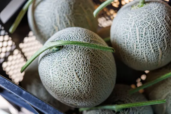 Delicious Melon Summer Hokkaido — Stock Photo, Image