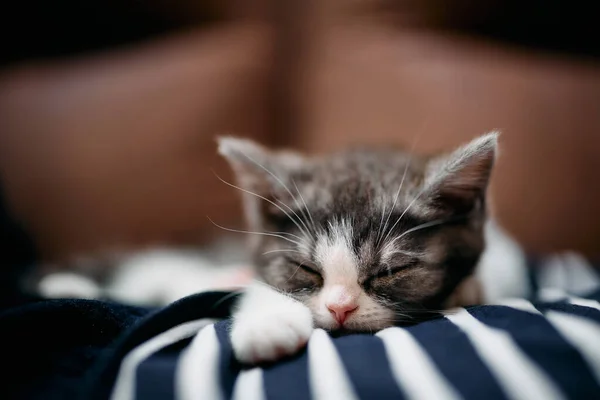 かわいい子猫ちゃん家で寝て — ストック写真
