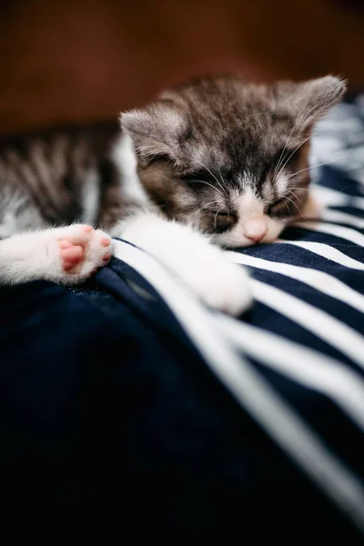 Słodkie Kotek Śpi Domu — Zdjęcie stockowe