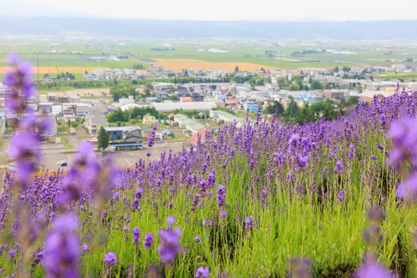 Yaz Hokkaido 'sunda labender tarlası  