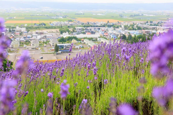 Yaz Hokkaido 'sunda labender tarlası  