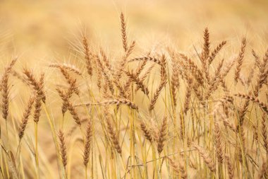 Yazın buğday tarlası Hokkaido