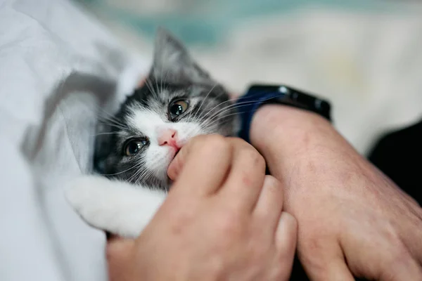 Owner Touching Cute Munchkin Kitten — Stock Photo, Image