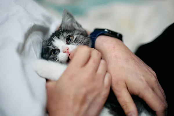 かわいいマンチキン子猫に触れるオーナー — ストック写真