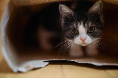 Kedi yavrusu kese kağıdında oynuyor.