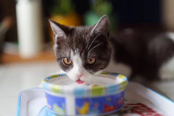 Kitten Drinkwater Huis — Stockfoto