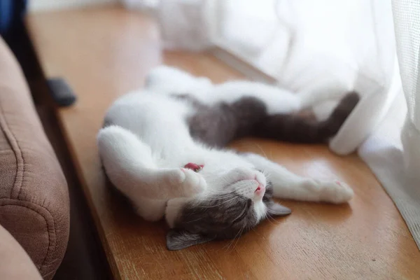 Gato Durmiendo Espalda — Foto de Stock