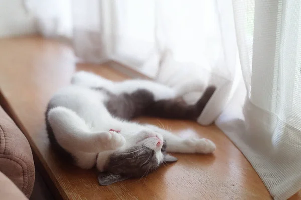 Kedi Sırt Üstü Uyuyor — Stok fotoğraf