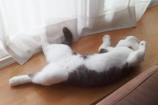 Kucing Tidur Punggungnya — Stok Foto