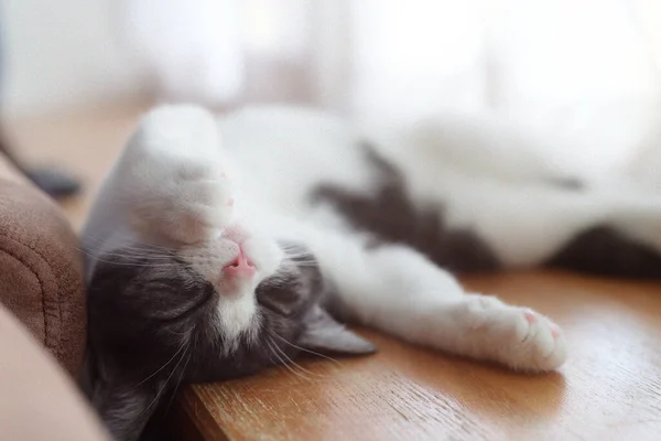 Kedi Sırt Üstü Uyuyor — Stok fotoğraf