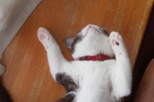 Pisica Dormind Spate — Fotografie, imagine de stoc