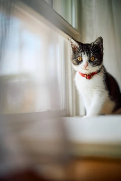 Słodkie Kotek Pobliżu Okno — Zdjęcie stockowe