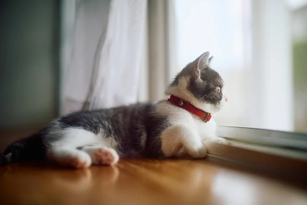Kucing Lucu Dekat Jendela — Stok Foto
