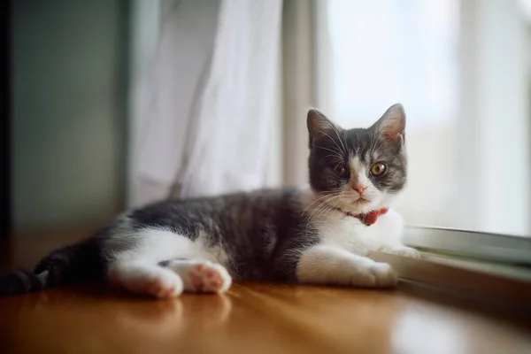 可爱的小猫靠近窗户 — 图库照片