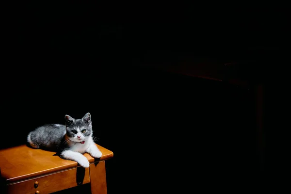 Słodkie Kotek Światło — Zdjęcie stockowe