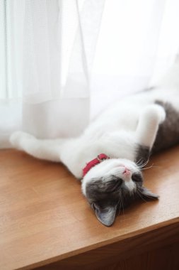 Sevimli kedi yavrusu sırt üstü uyuyor.