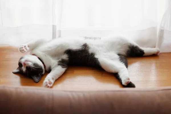 Χαριτωμένο Γατάκι Κοιμάται Στην Πλάτη Του — Φωτογραφία Αρχείου