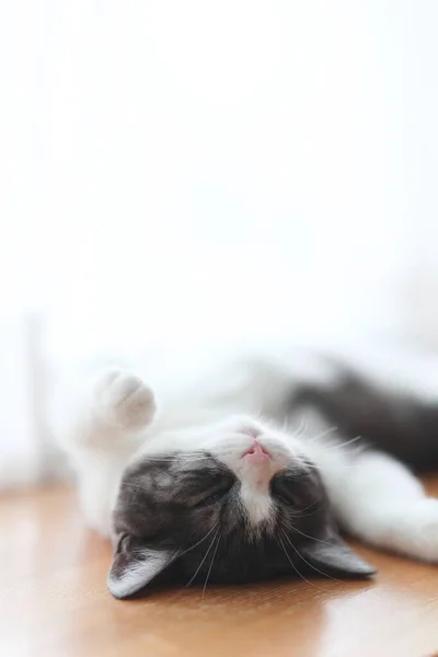 Słodkie Kotek Śpi Jego Plecach — Zdjęcie stockowe