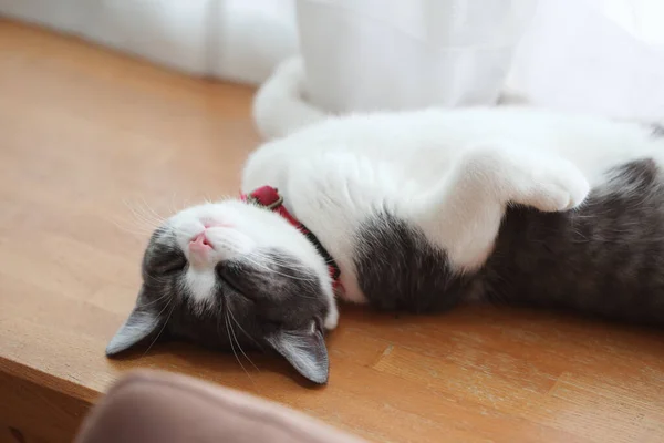 Sevimli Kedi Yavrusu Sırt Üstü Uyuyor — Stok fotoğraf