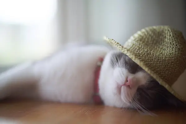 わら帽子をかぶっている猫 — ストック写真