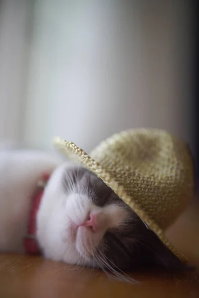 Γάτα Ψάθινο Καπέλο — Φωτογραφία Αρχείου