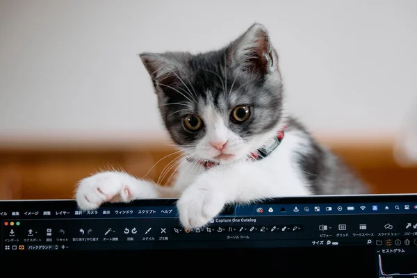 Χαριτωμένο Γατάκι Από Φορητό Υπολογιστή — Φωτογραφία Αρχείου