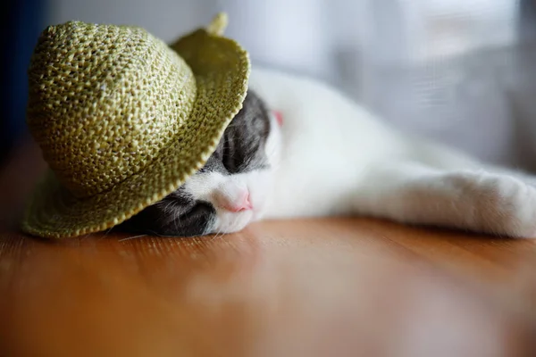 Cat Wearing Straw Hat — Stock Photo, Image