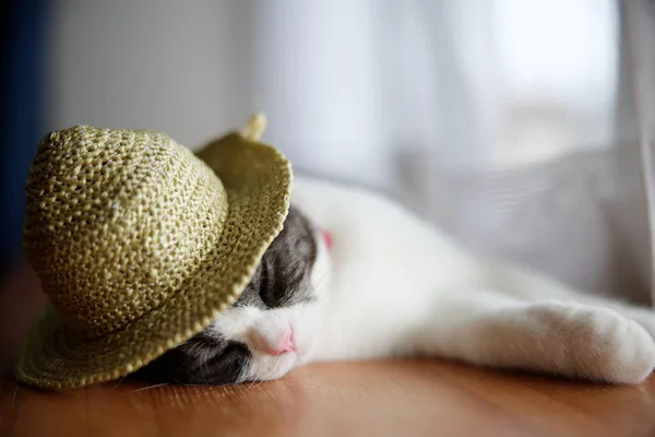Γάτα Ψάθινο Καπέλο — Φωτογραφία Αρχείου