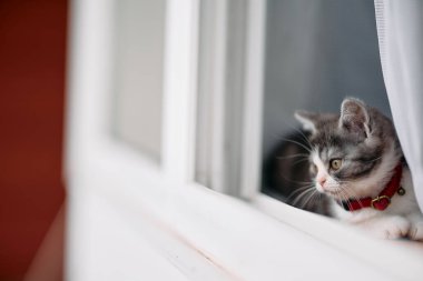 Pencerenin yanındaki sevimli kedi yavrusu.