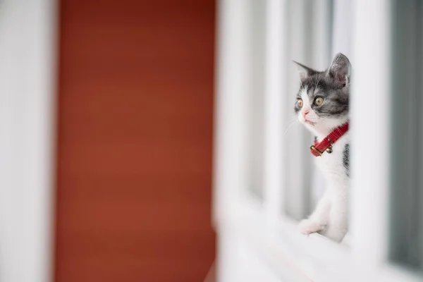 Милий Кошеня Біля Вікна — стокове фото