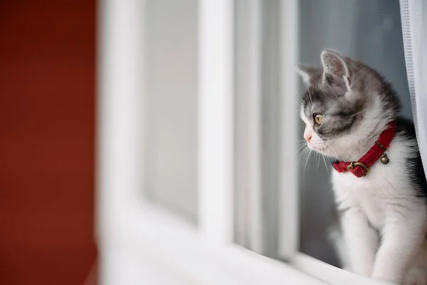 Pencerenin Yanındaki Sevimli Kedi Yavrusu — Stok fotoğraf