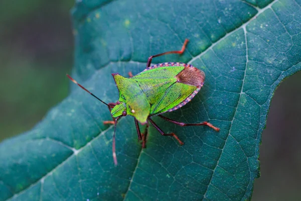 Yeşil Yaprak Üzerinde Koku Böcek — Stok fotoğraf