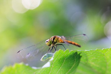 Yaz aylarında yeşil yapraklı yusufçuk.
