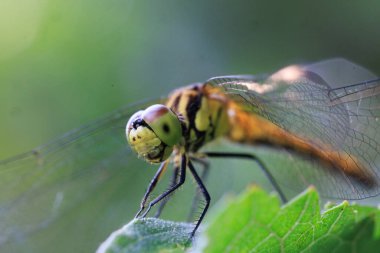 Yaz aylarında yeşil yapraklı yusufçuk.