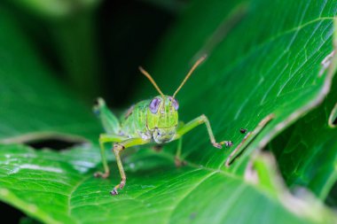 Yazın yaprak üstüne çekirge.