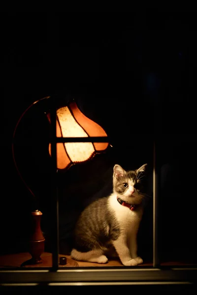 Stará Lampa Koťátko — Stock fotografie