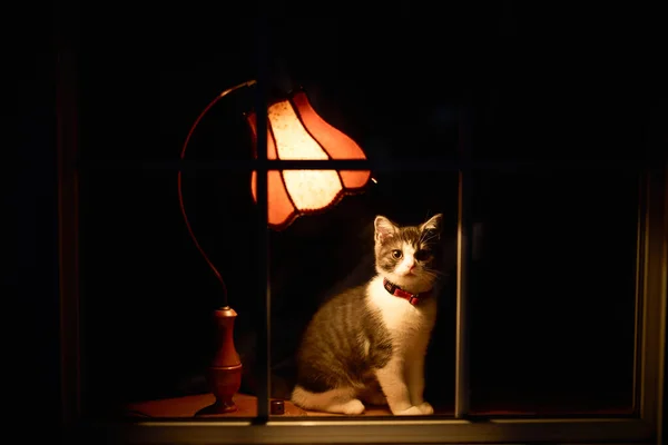 旧灯和小猫咪 — 图库照片