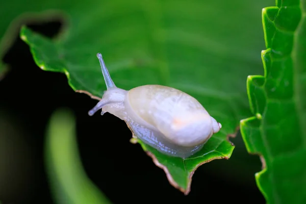 One Snail Green Leaf — Stock Photo, Image