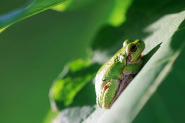 Tarih yaprak yeşil ağaç kurbağası