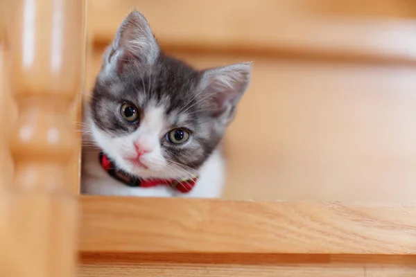 Aranyos Cica Lépcsőn Házban — Stock Fotó