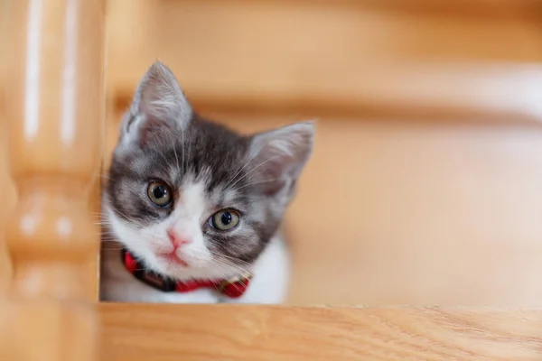 Cute Kitten Stairs House — Stock Photo, Image